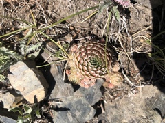 Orostachys