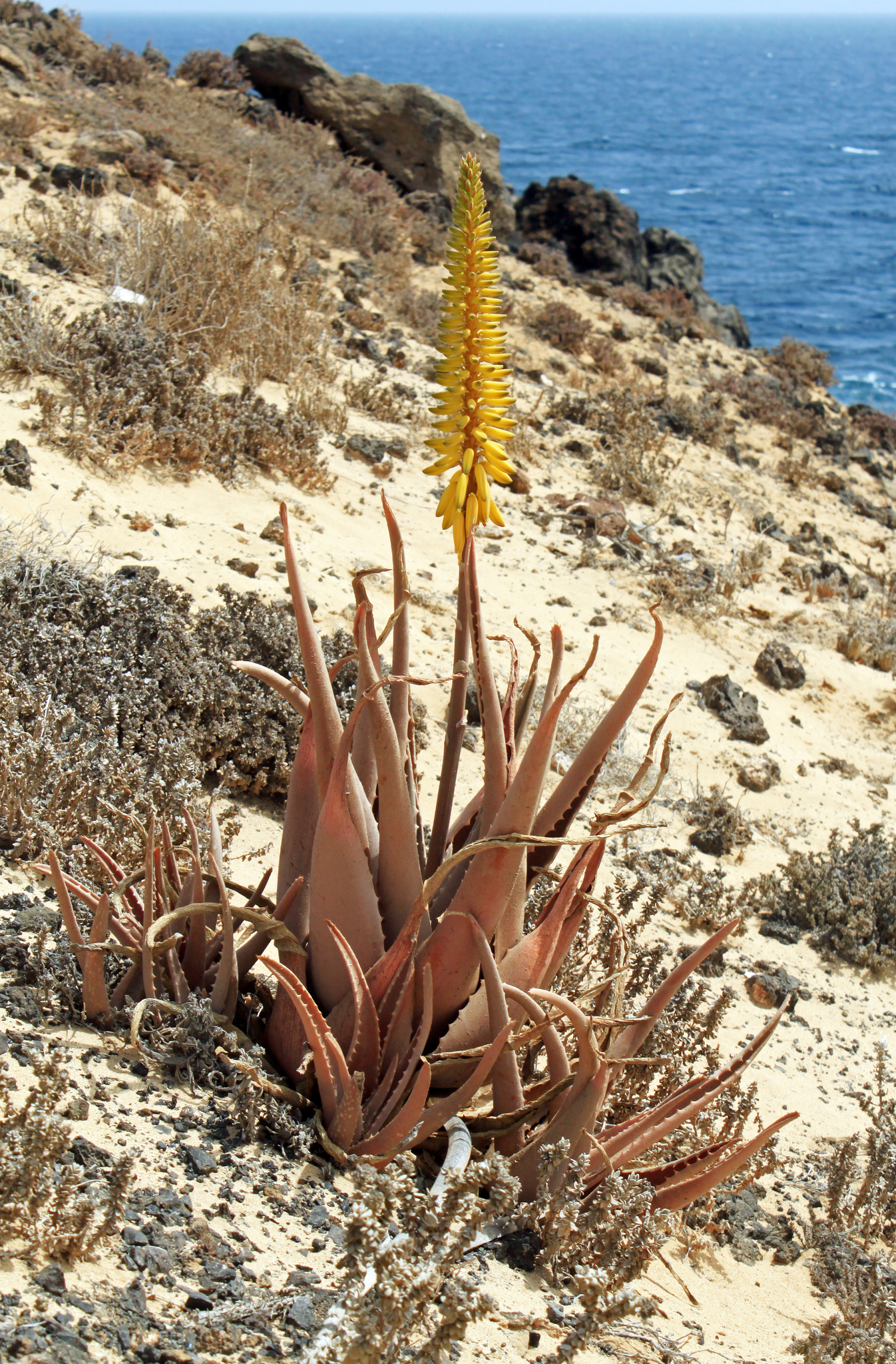 aloe vera (Aloe vera) · iNaturalist