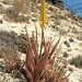 Aloe vera vera - Photo (c) H. Zell, algunos derechos reservados (CC BY-SA)