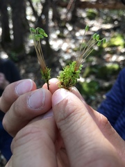 Plagiomnium venustum