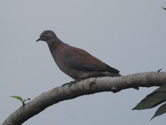Streptopelia senegalensis