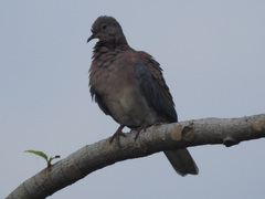 Streptopelia senegalensis