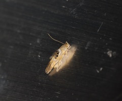 Hieromantis arcuata