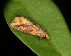 Plusiodonta coelonota