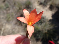 Romulea jugicola