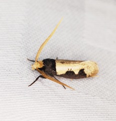 Thisizima subceratella