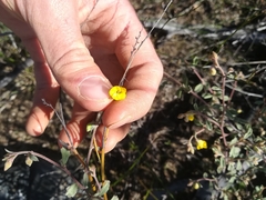 Hermannia hyssopifolia