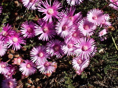 Drosanthemum striatum