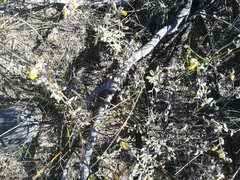 Hermannia hyssopifolia