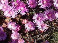 Drosanthemum striatum