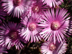 Drosanthemum striatum