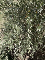 Olea europaea