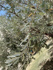 Olea europaea