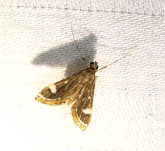 Strepsinoma croesusalis