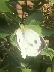Pieris brassicae