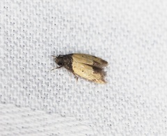 Tyrolimnas anthraconesa