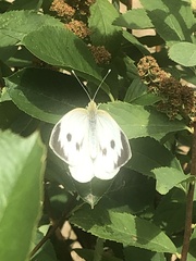 Pieris brassicae