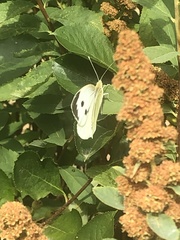 Pieris brassicae