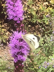 Pieris brassicae