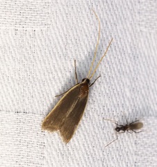 Homaloxestis multidentalis