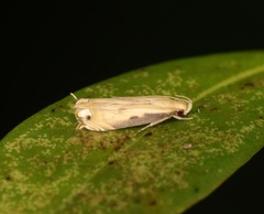 Idiophantis soreuta