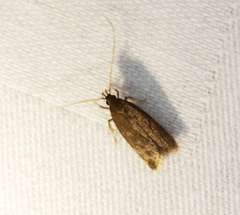 Lecithocera platomona