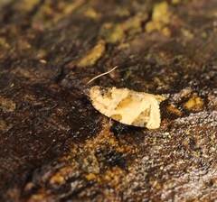 Neocalyptis liratana