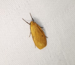 Paralithosia shaowuica
