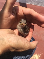 Passer domesticus
