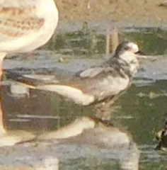 Chlidonias