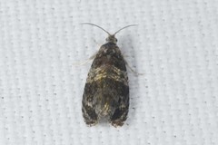Celypha aurofasciana