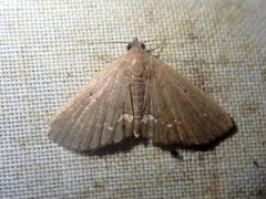 Nechesia albotentata