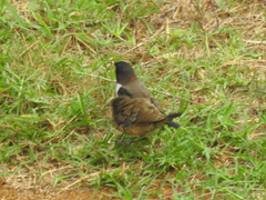 Spermestes cucullata