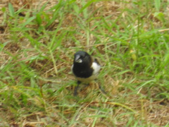 Spermestes cucullata