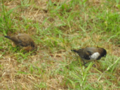 Spermestes cucullata