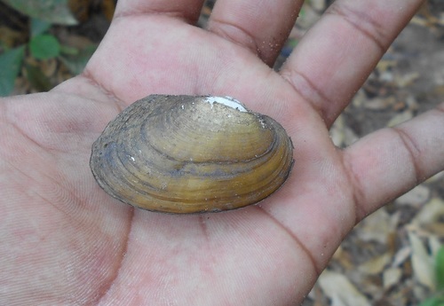Anodontites tortilis