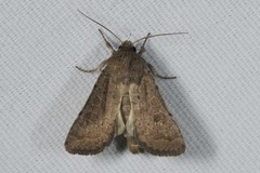 Hoplodrina blanda