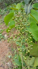 Cissus microdonta