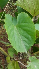 Cissus microdonta