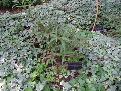 Sarcococca hookeriana digyna