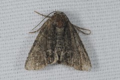 Oligia latruncula