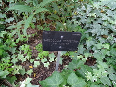 Sarcococca hookeriana digyna