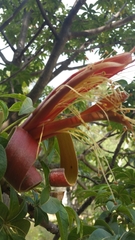 Adansonia madagascariensis