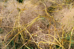 Cuscuta monogyna