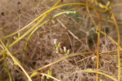 Cuscuta monogyna