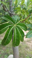 Adansonia madagascariensis