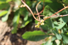 Cuscuta monogyna