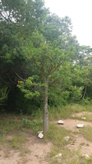 Adansonia madagascariensis