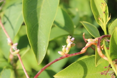 Cuscuta monogyna