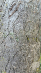 Adansonia madagascariensis